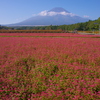 富士山とそばの花