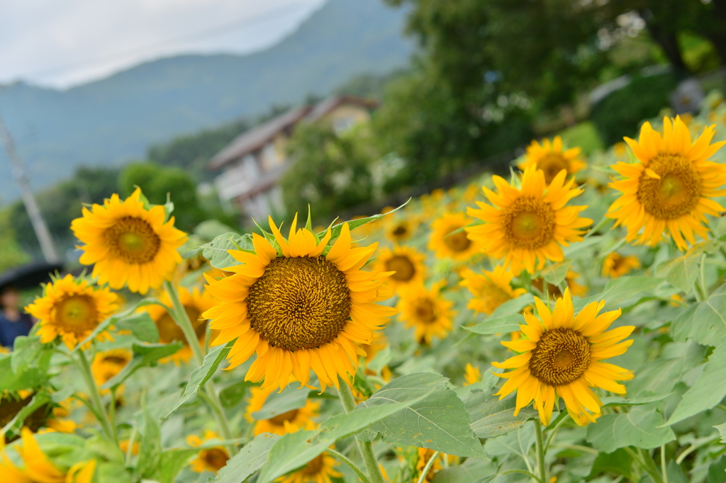 夏の風景