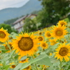 夏の風景