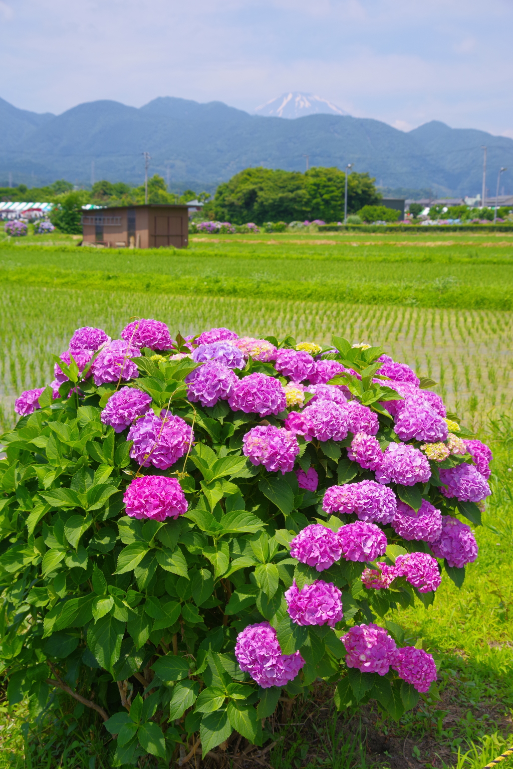 あじさいの里