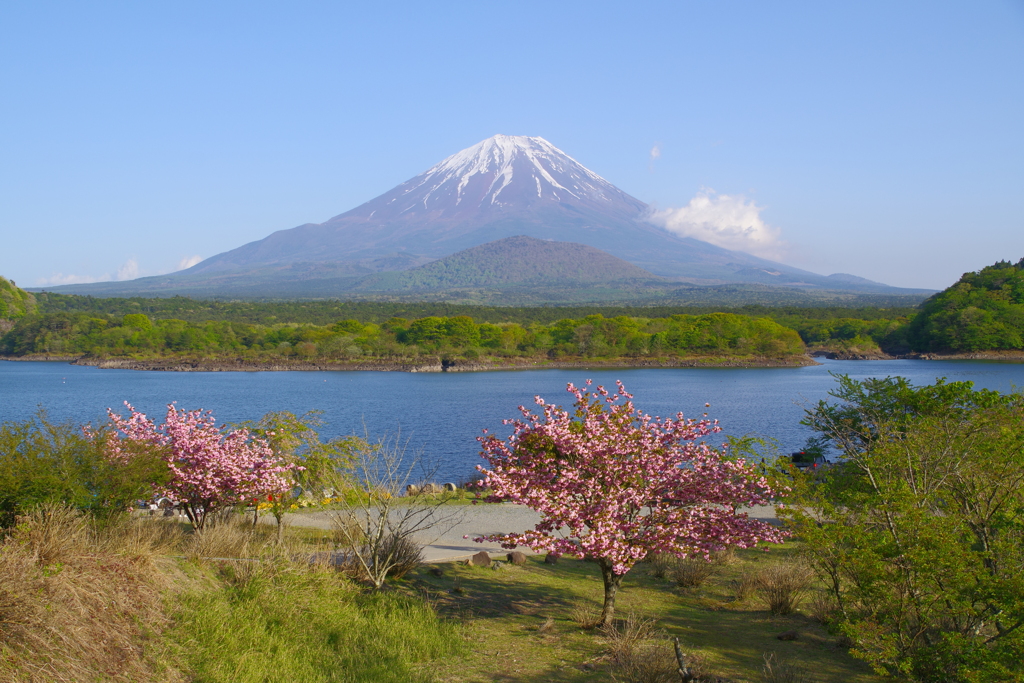 春の富士山