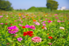 馬入ふれあい公園