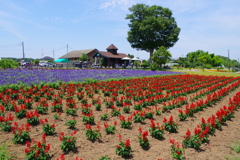 彩りの夏