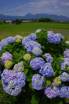 里山のあじさい