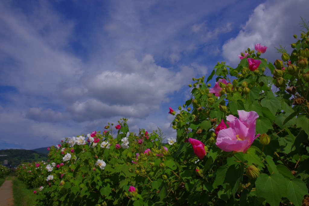 酔芙蓉