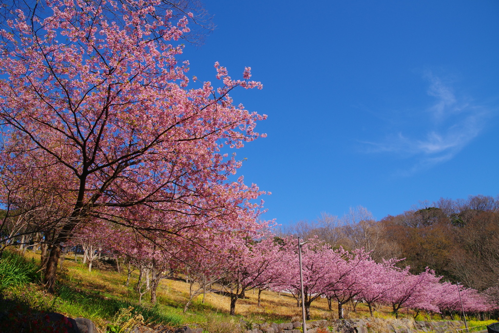 青空と桜と菜の花と