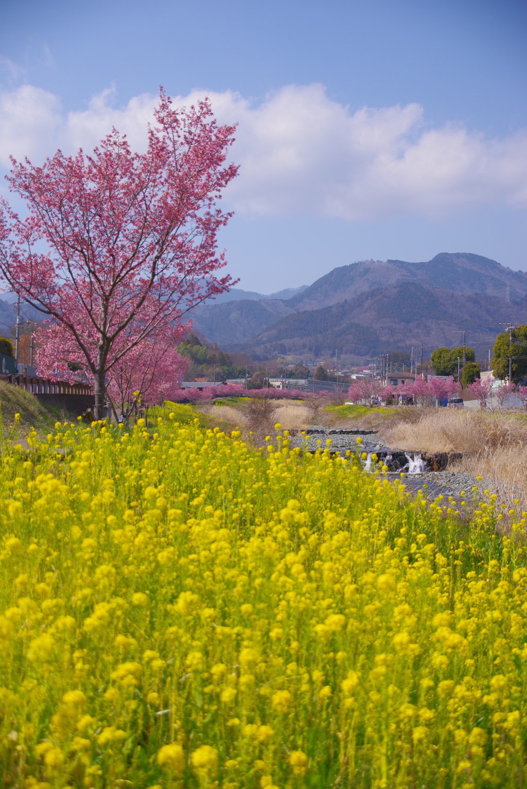 春の小川
