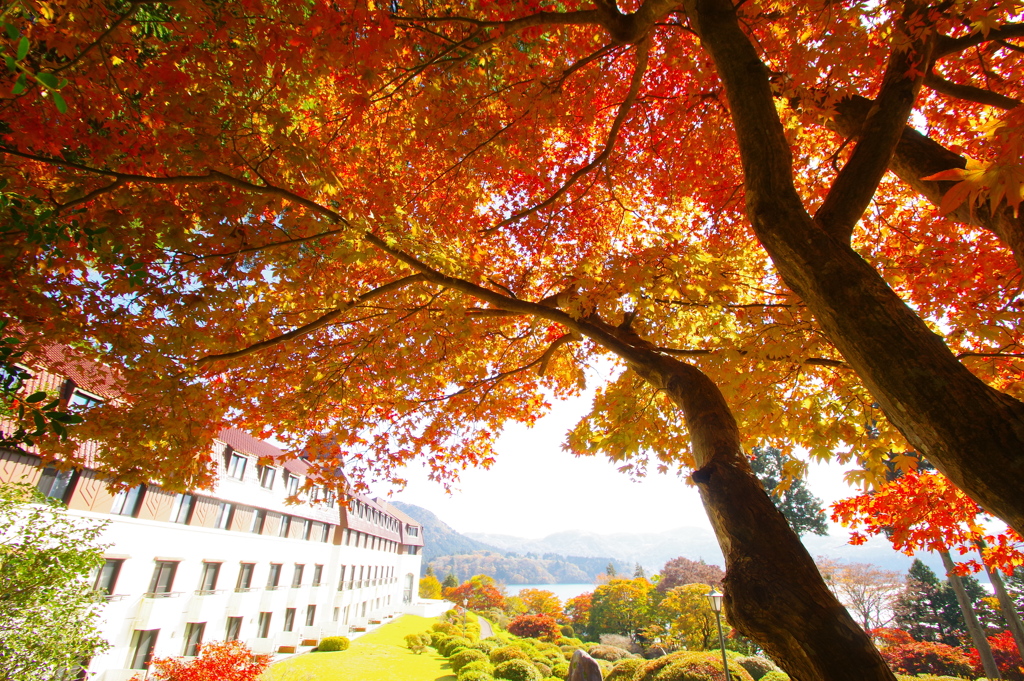 紅葉のむこう