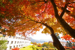 紅葉のむこう