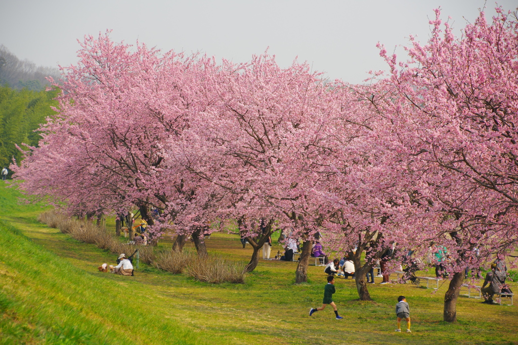 堤の桜