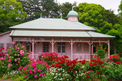 庭園のばら