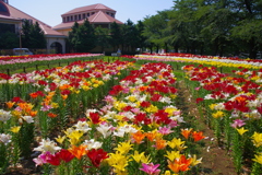 ユリの公園