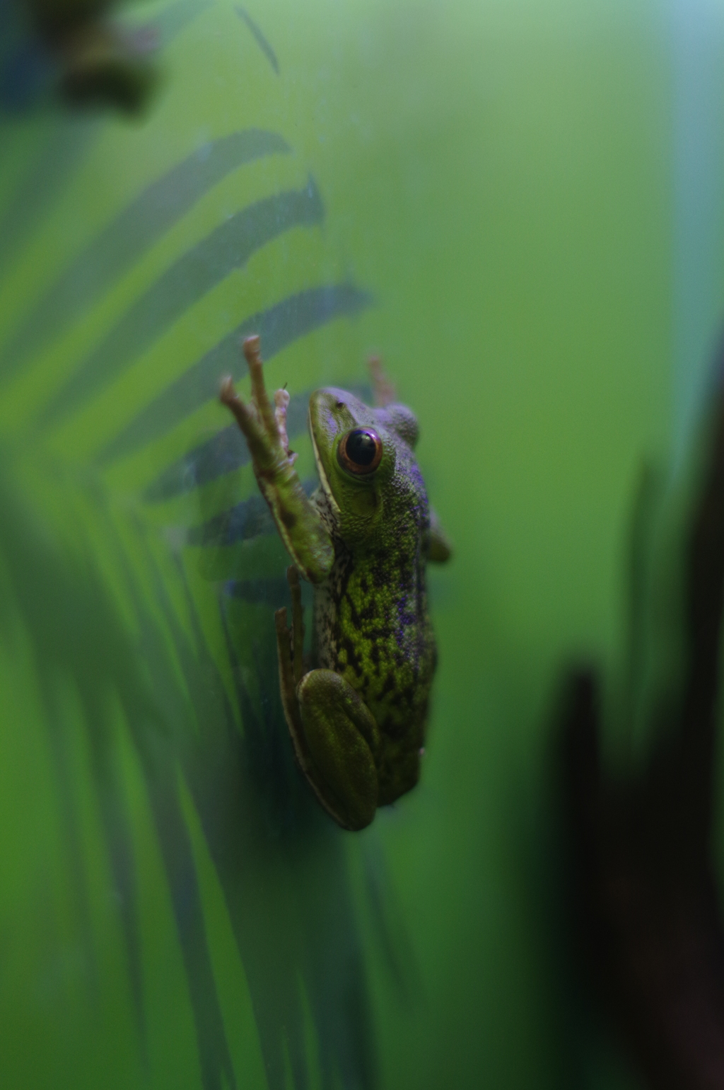 カエル