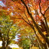 はやしの紅葉