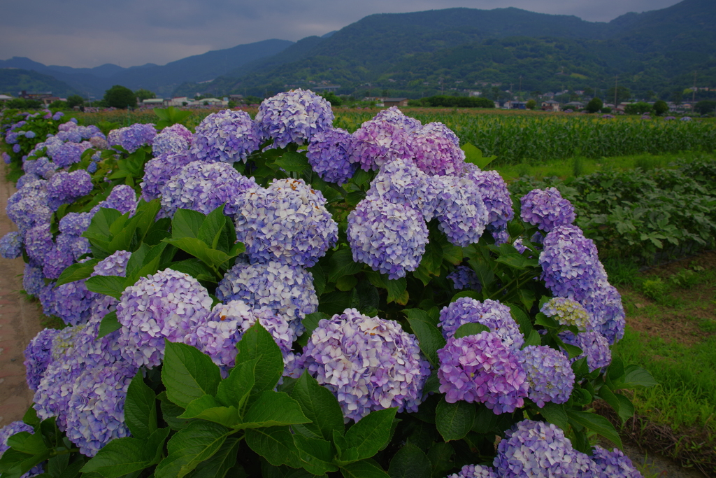 里の風景
