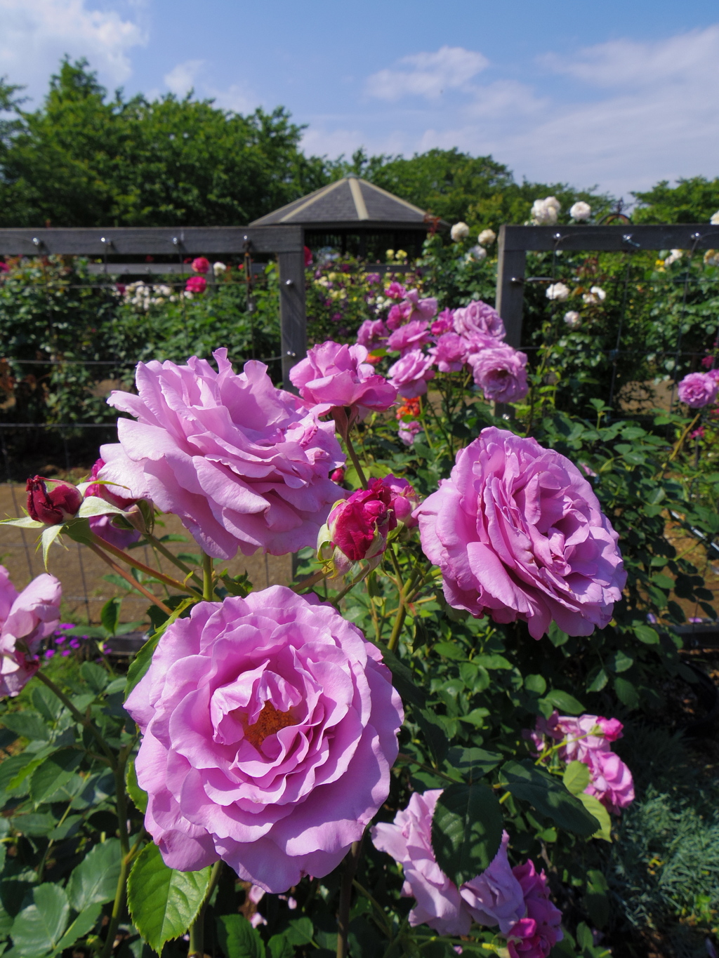 薔薇の公園