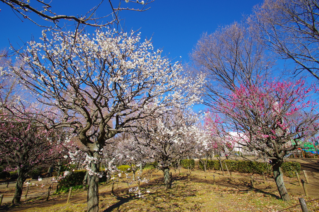 白梅と紅梅