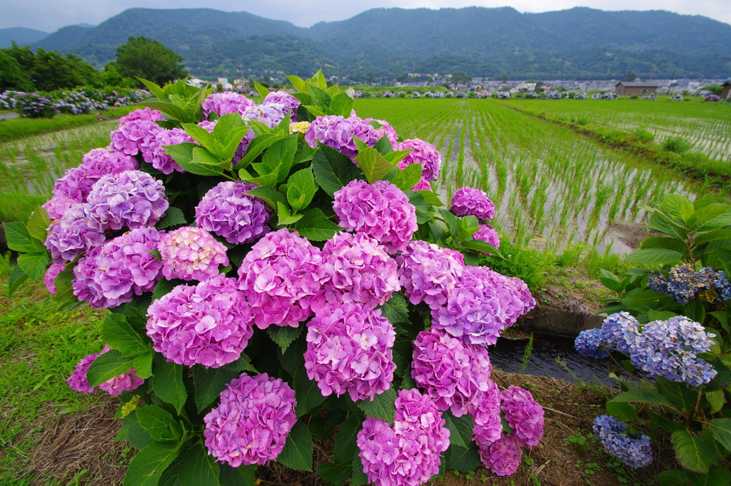 里山