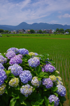 田園のあじさい