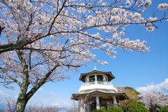 展望台の桜