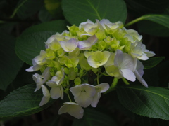 紫陽花