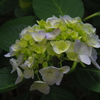 紫陽花
