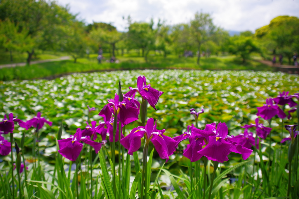 花菖蒲の池