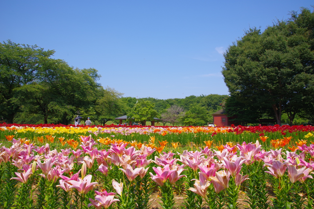 夏のゆり