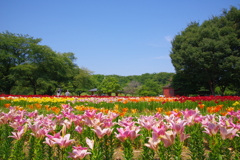 夏のゆり