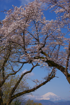 富士と桜