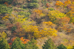 山肌の秋