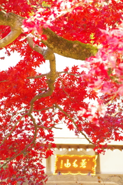 紅葉の寺