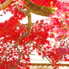 紅葉の寺