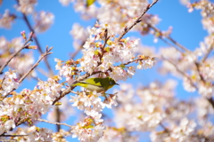 めじろと桜