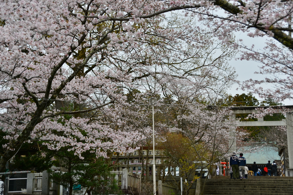 春の神社