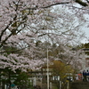 春の神社