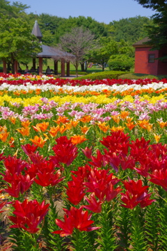 ユリの公園