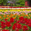 ユリの公園