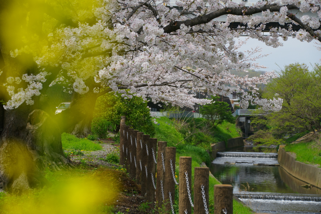 春の小川
