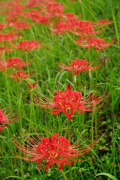 曼殊沙華