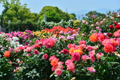 ばらバラ薔薇