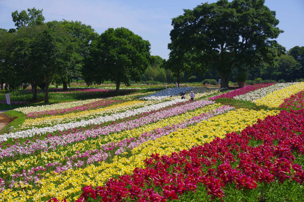 公園のゆり