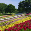 公園のゆり