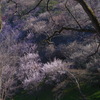 梅