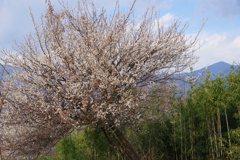 白梅と大山