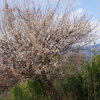 白梅と大山