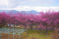 紅梅と大山