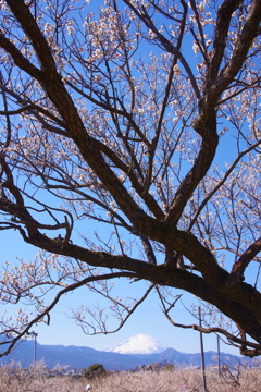 梅林の向こうの富士