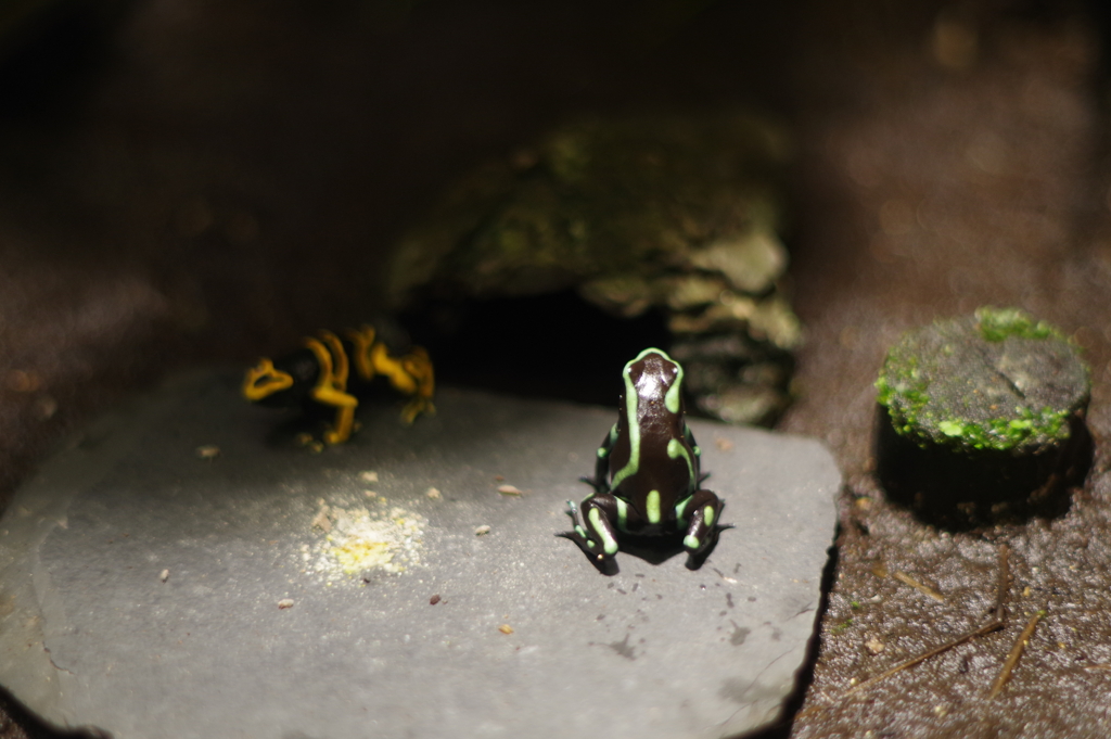 ２匹のカエル