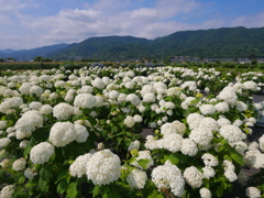 あじさいの群れ